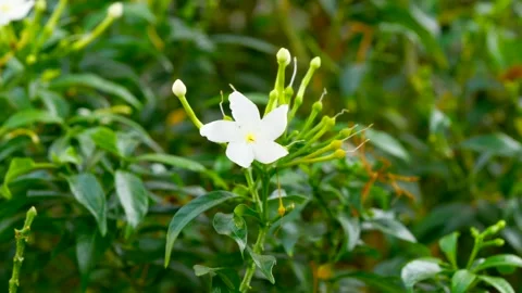 Jasmine Flower Close-Up Stock Footage 262772750
