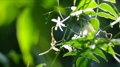 Jasmine flower. Stock Footage 47927698