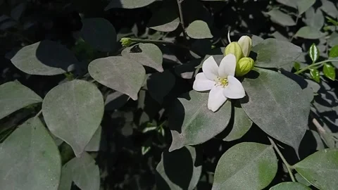 Jasmine flower Stock Footage 149917259