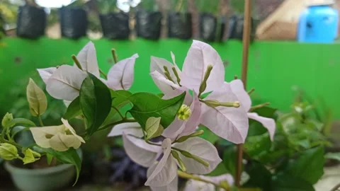 Jasmine flower Stock Footage 204823527