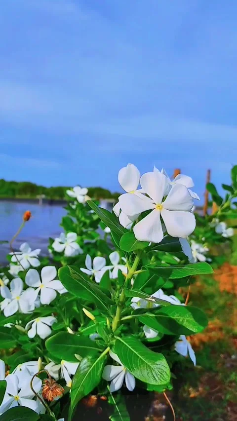 Jasmine flower 動画素材 235178785