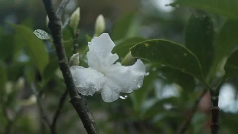 Jasmine flower Stock Footage 240538191