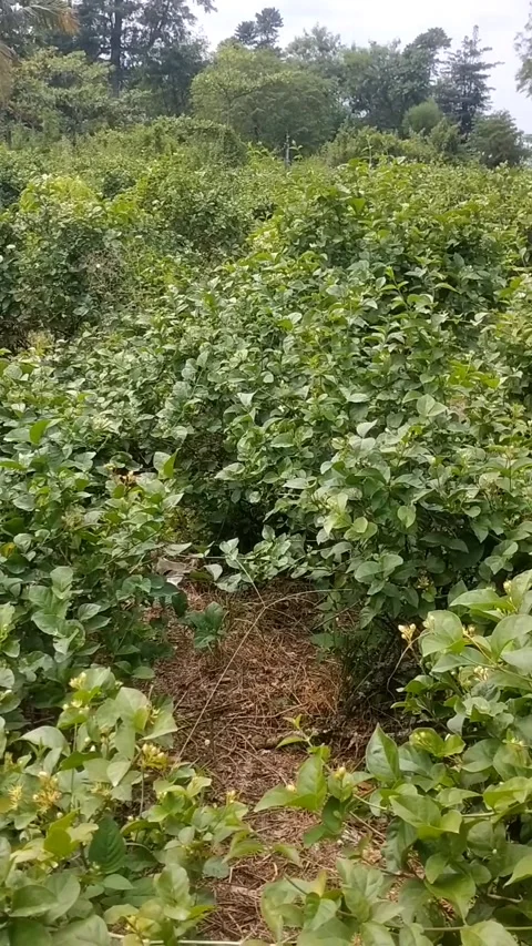 Jasmine flower Stock Footage 325570573