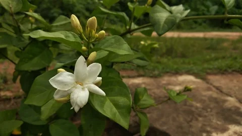 Jasmine flower in a garden Stock Footage 295077153