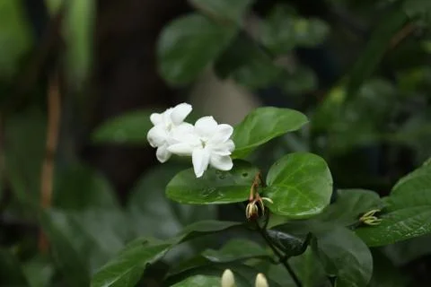 Jasmine flower in a garden Stock Photos