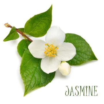 Jasmine flower Illustrazione stock