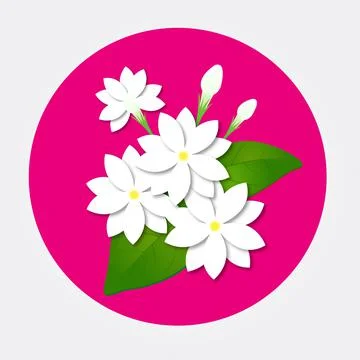 Jasmine flower Illustrazione stock