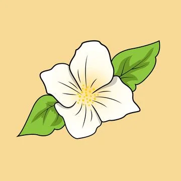 Jasmine Flower Stock Illustration
