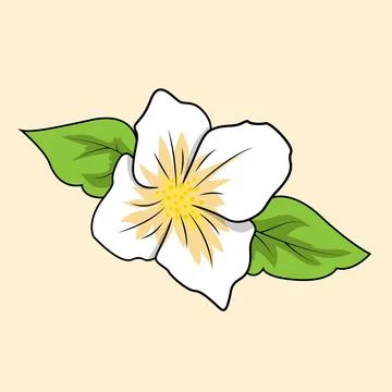 Jasmine Flower Stock Illustration