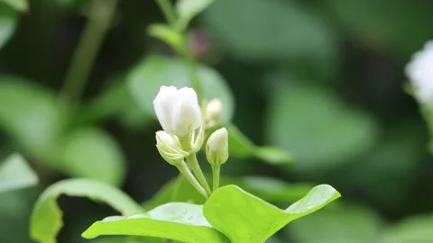 Jasmine flower isolated on the tree 4k video Stock Footage 278307165
