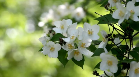 Jasmine flower in my garden. Stock Footage