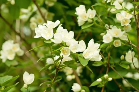 Jasmine flower Фото