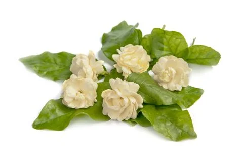 Jasmine flower Stock Photos