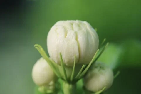 Jasmine flower Stock Photos