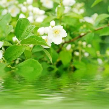 Jasmine flower Stock-Fotos