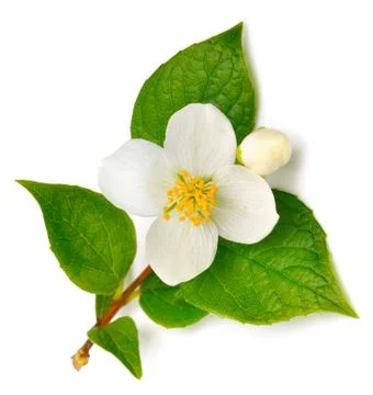 Jasmine flower Stock Photos