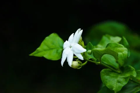 Jasmine Flower Stock Photos
