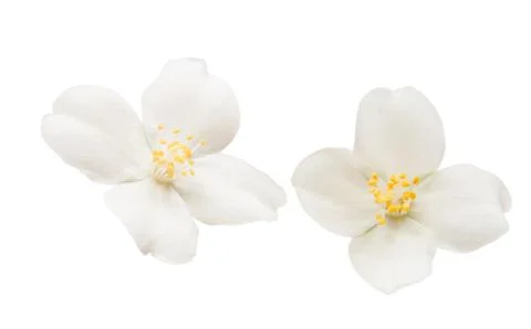 Jasmine flower Stock Photos