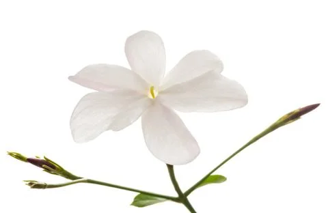 Jasmine flower Stock Photos