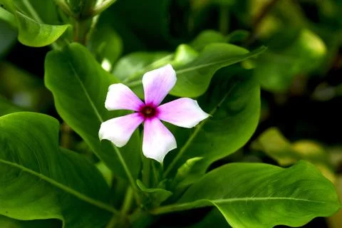 Jasmine flower Stock Photos