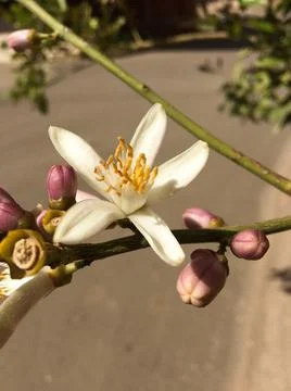 The jasmine flower 库存照片