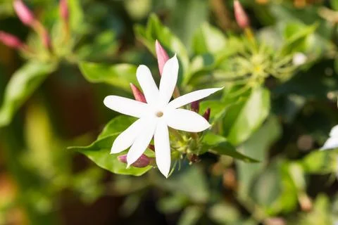 Jasmine flower Stock Photos