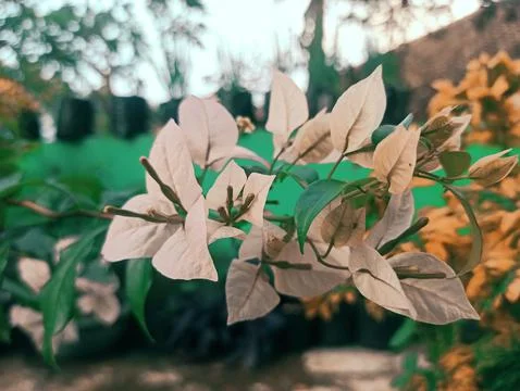 Jasmine flower Foto stock