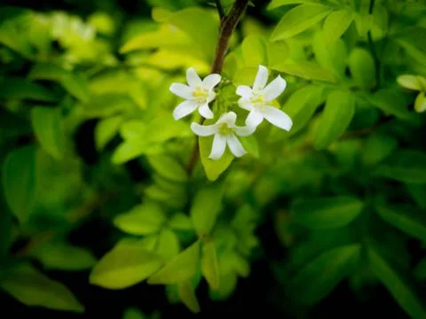 Jasmine flower Stock Photos