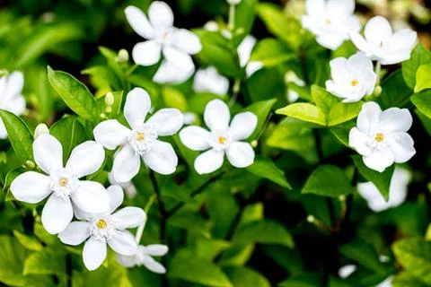 Jasmine flower Stock Photos