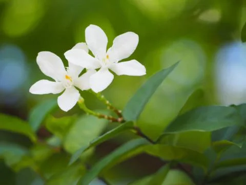 Jasmine flower Stock Photos