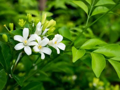 Jasmine flower Stock Photos