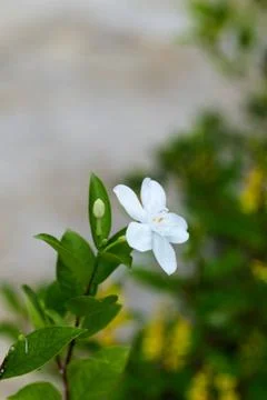 Jasmine flower Stock Photos
