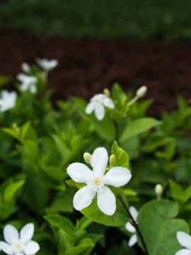 Jasmine flower Stock Photos