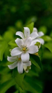 Jasmine flower Stock Photos
