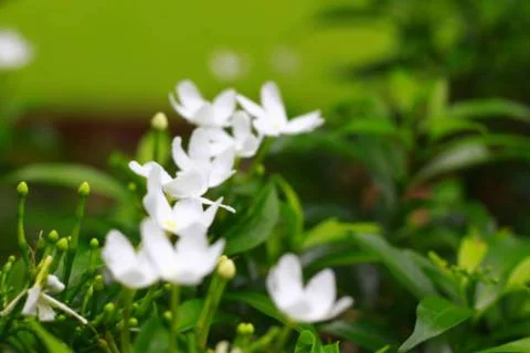 Jasmine flower Stock Photos