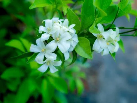 Jasmine flower Stock Photos