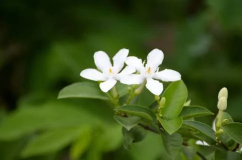 Jasmine flower Stock Photos