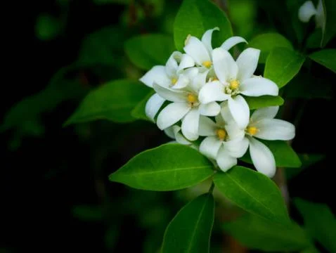 Jasmine flower Stock Photos