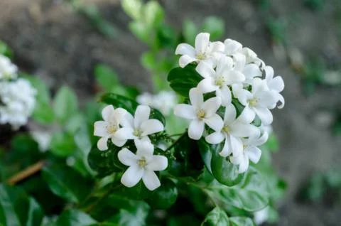 Jasmine flower Stock Photos