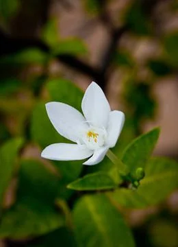 Jasmine flower Stock Photos