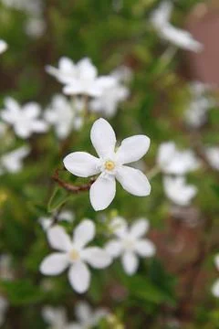 Jasmine flower Stock Photos