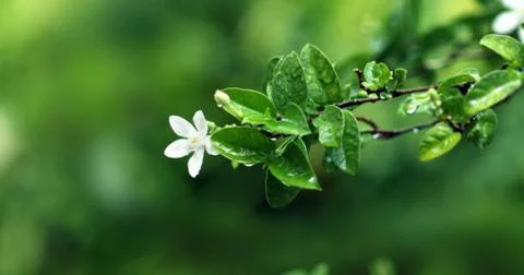 Jasmine flower Stock Photos