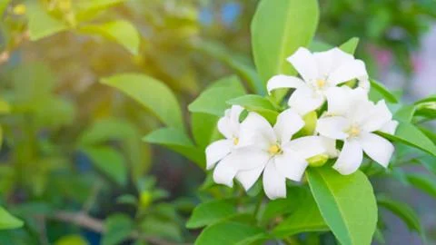 Jasmine flower Stock Photos
