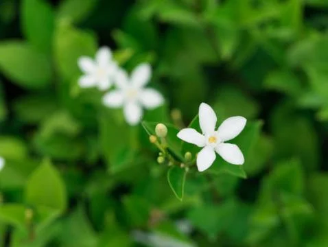 Jasmine flower Stock Photos