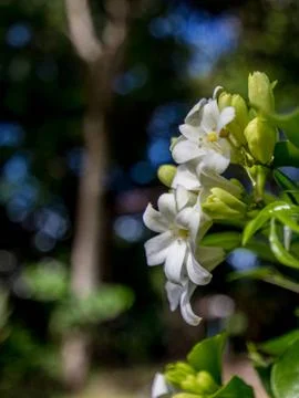 Jasmine flower Stock Photos
