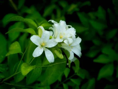 Jasmine flower Stock Photos