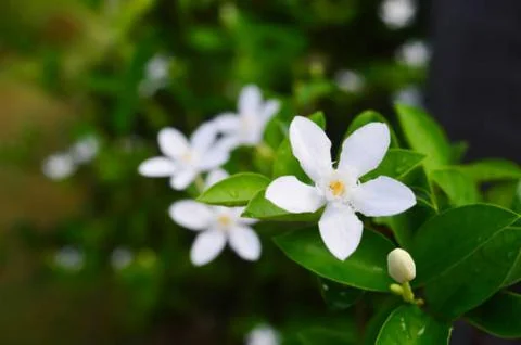 Jasmine flower Stock Photos