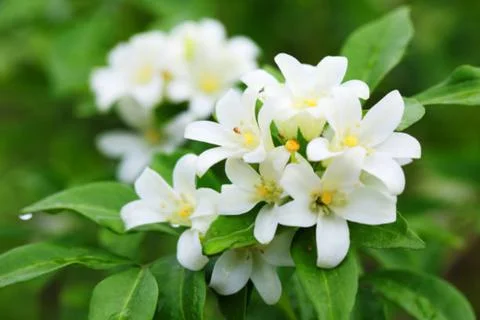 Jasmine flower Stock Photos