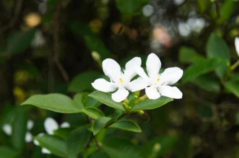Jasmine flower Stock Photos