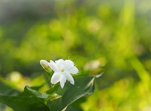 Jasmine flower Stock Photos
